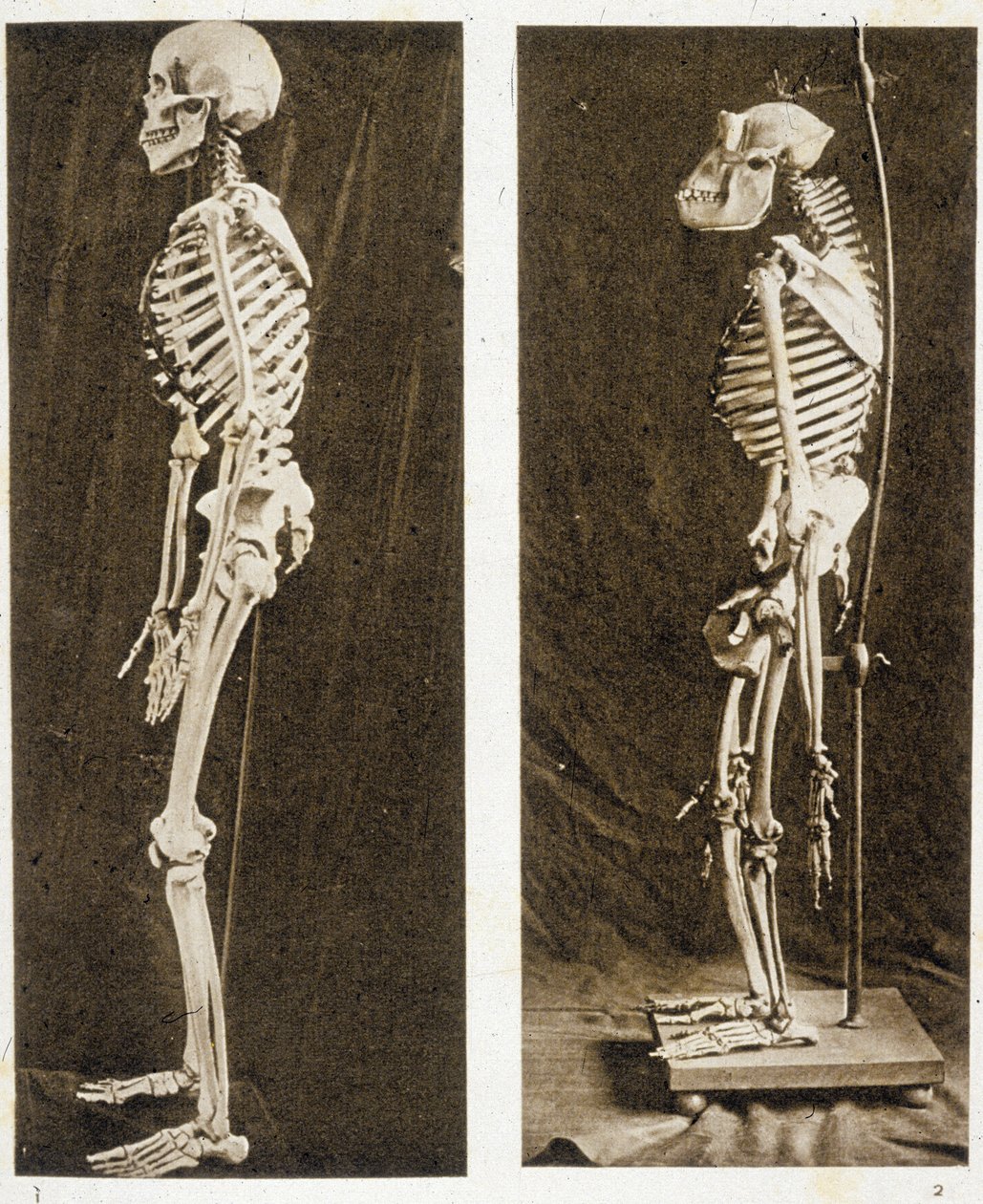 Skeletter af et menneske og en chimpanse (s/h foto) af School French