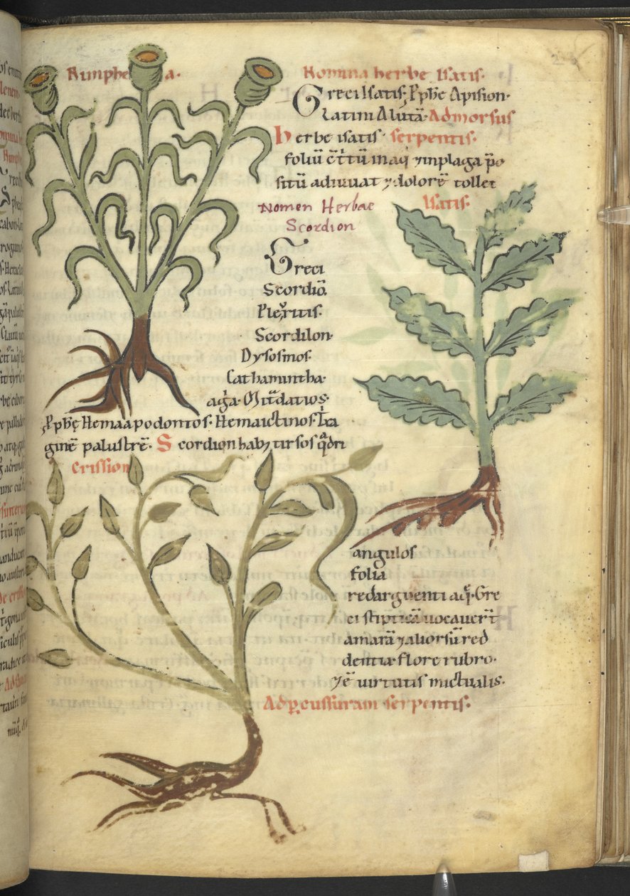 Harley 4986 f.23 Nymphia; Isatis; Crision, fra 
