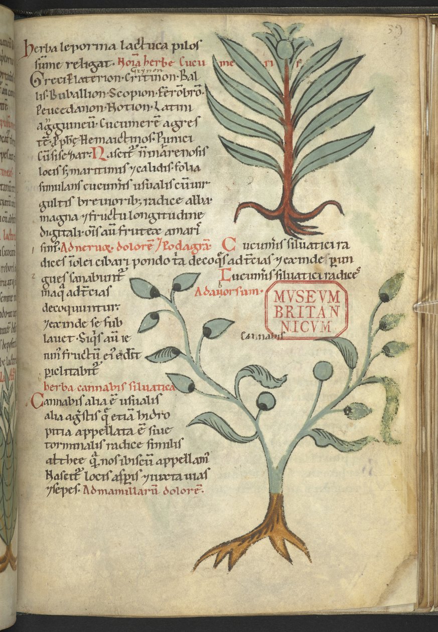 Harley 4986, f. 39 Agurk; Cannabis fra 
