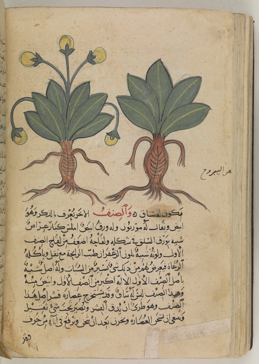 Eller 3366 f.144v Den mandlige og kvindelige mandrakes, fra 