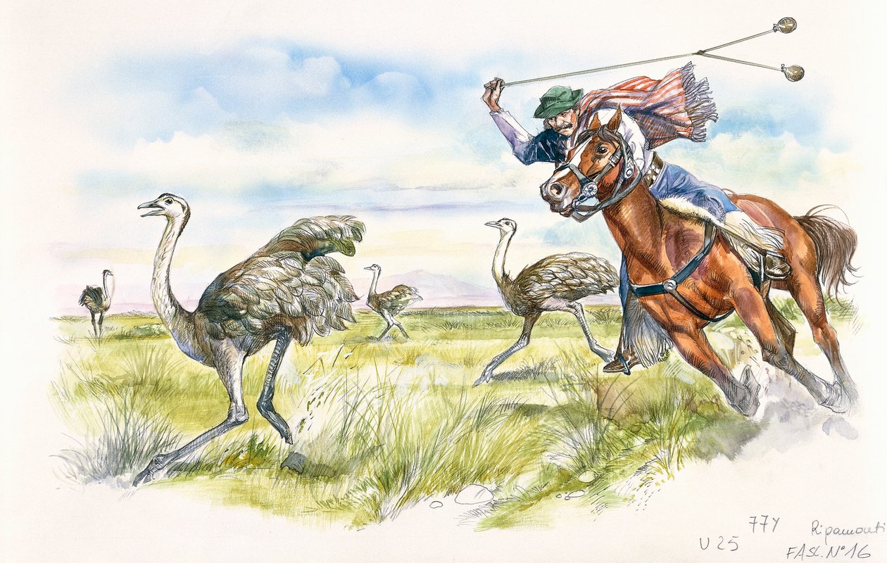 Argentina - hyrder, der jager rheas i Pampas (farve litho) af School Italian