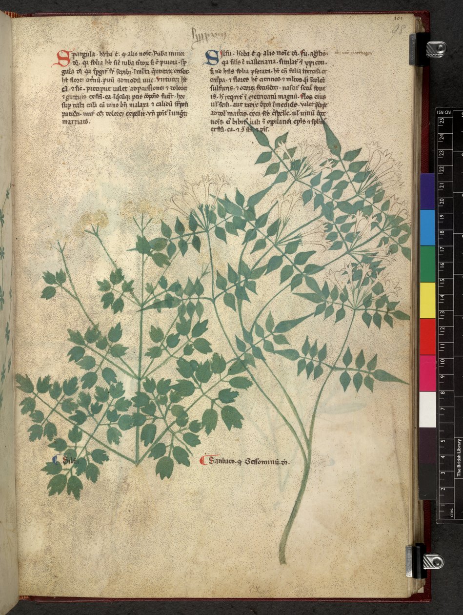 Egerton 747 Spargula and Self, Tractatus de herbis (urte) c.1280-1310 (blæk & farve på vellum) af School Italian