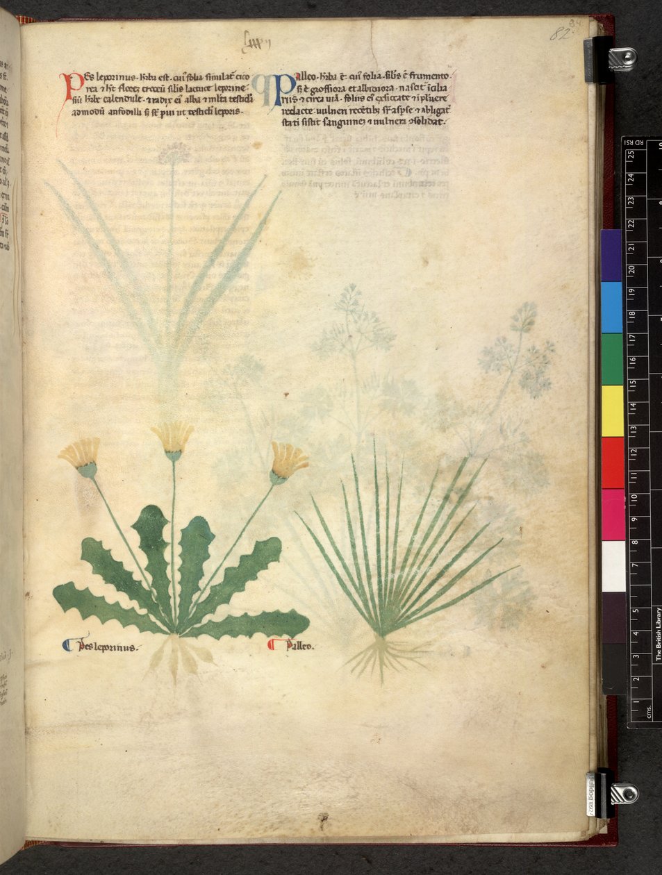 Egerton 747 Tractatus de herbis (urte) c.1280-1310 (blæk & farve på vellum) af School Italian