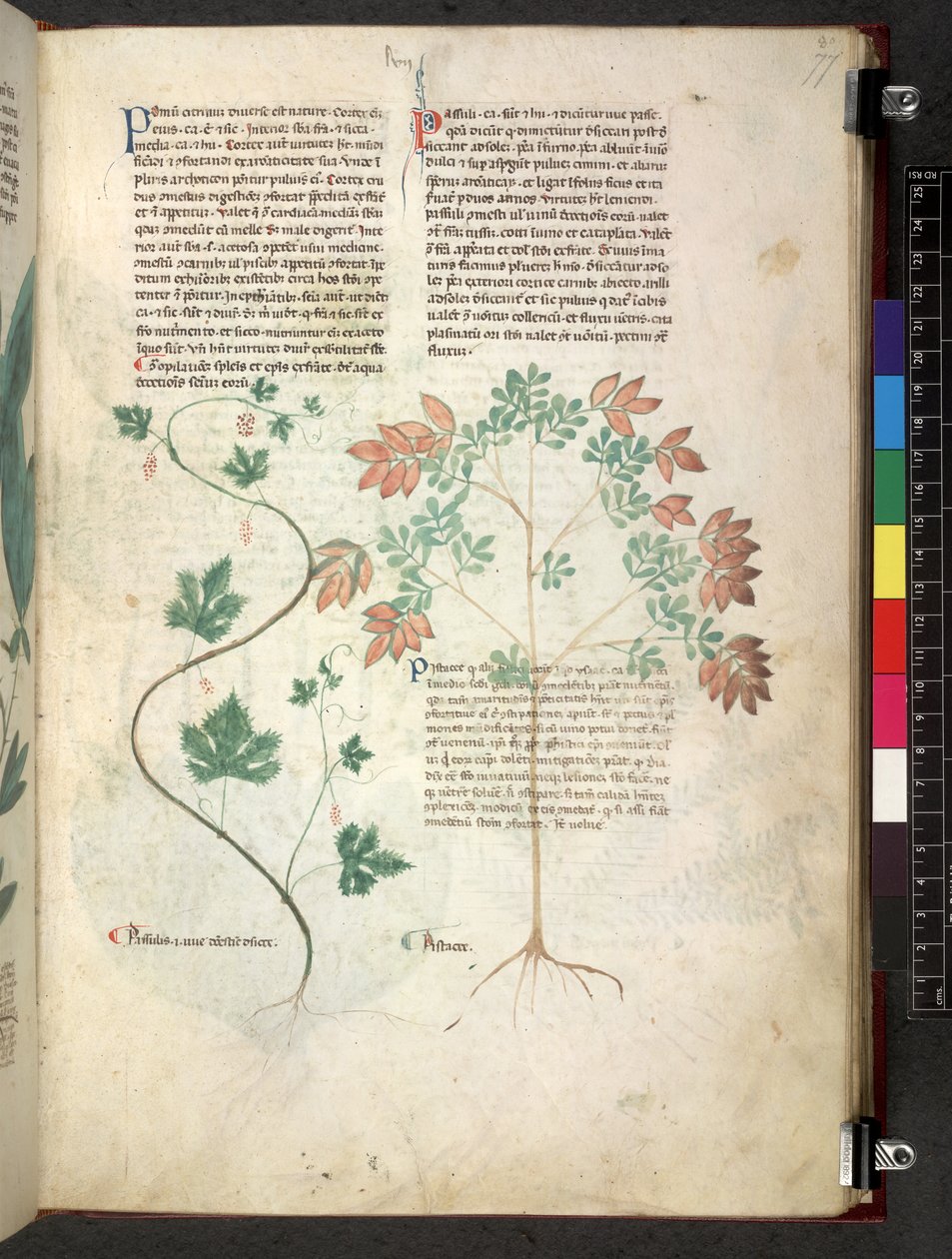 Egerton 747 Tractatus de herbis (urte) c.1280-1310 (blæk & farve på vellum) af School Italian