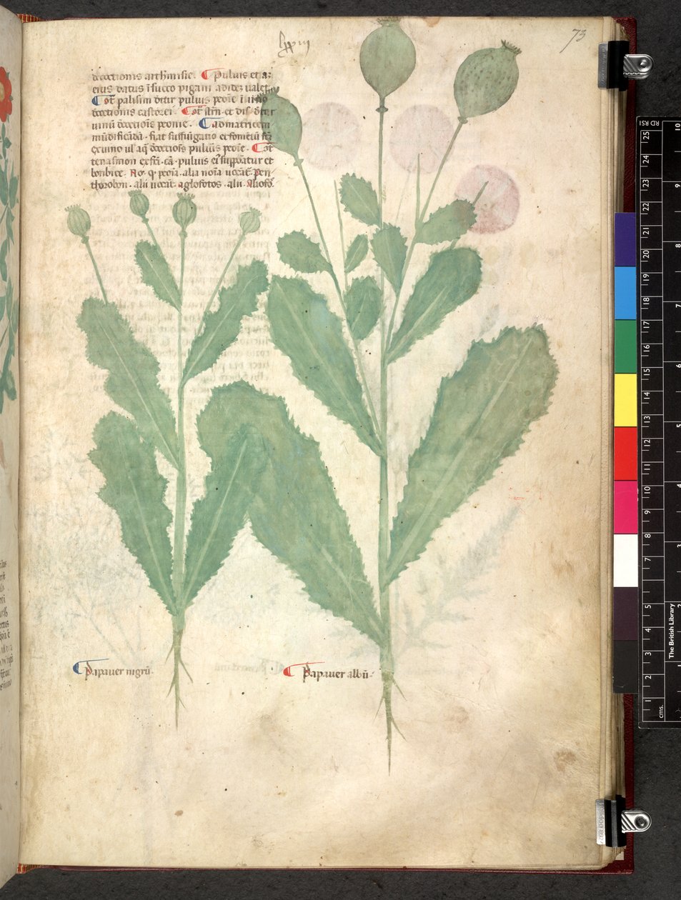 Egerton 747 Tractatus de herbis (urte) c.1280-1310 (blæk & farve på vellum) af School Italian