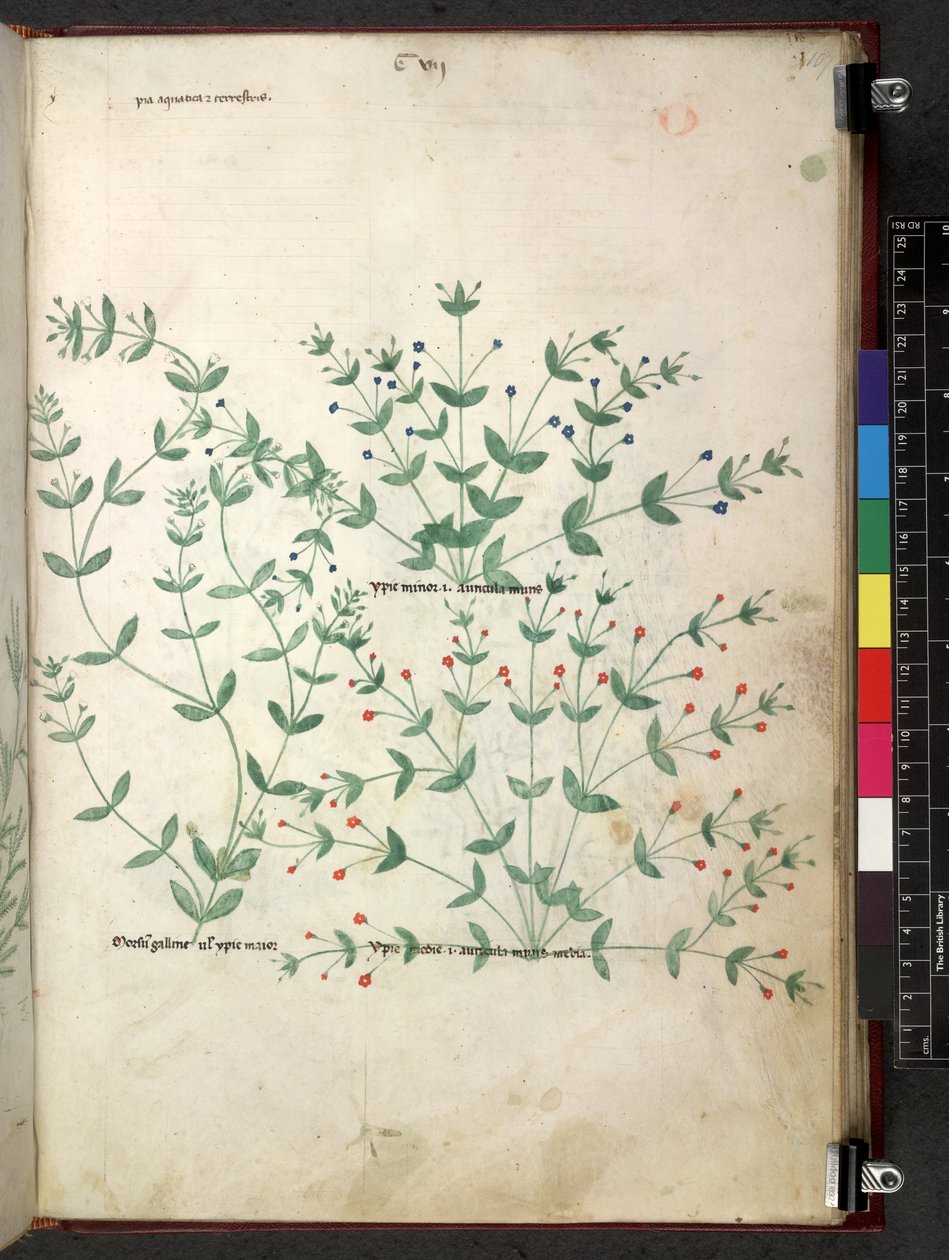 Egerton 747 Tractatus de herbis (urte) c.1280-1310 (blæk & farve på vellum) af School Italian
