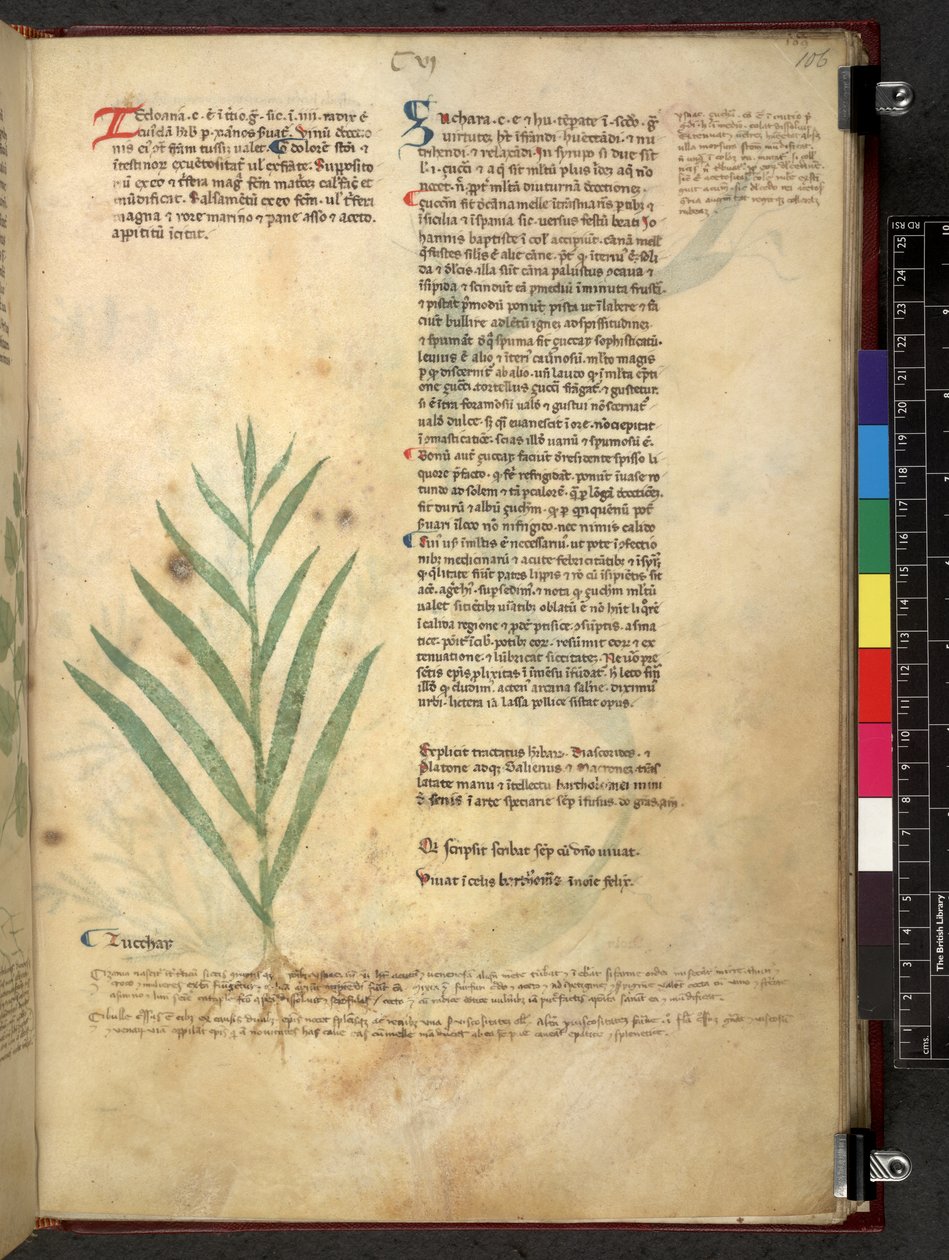 Egerton 747 Tractatus de herbis (urte) c.1280-1310 (blæk & farve på vellum) af School Italian