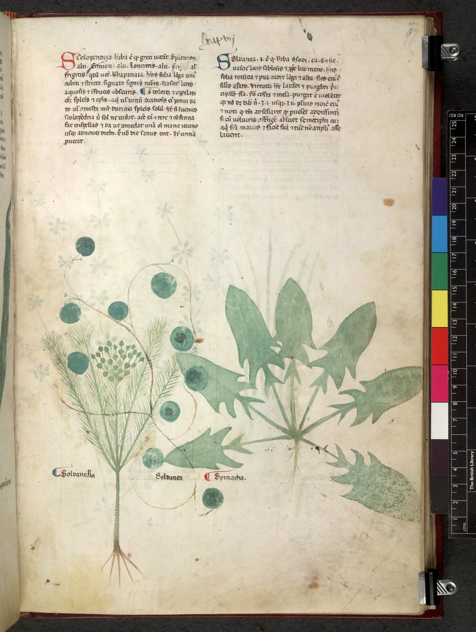 Egerton 747 Tractatus de herbis (urte) c.1280-1310 (blæk & farve på vellum) af School Italian