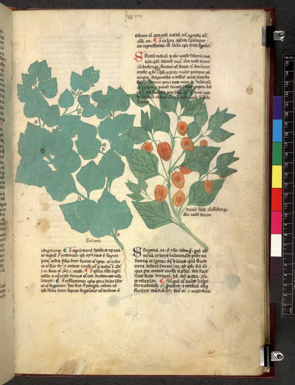 Egerton 747 Tractatus de herbis (urte) c.1280-1310 (blæk & farve på vellum) af School Italian