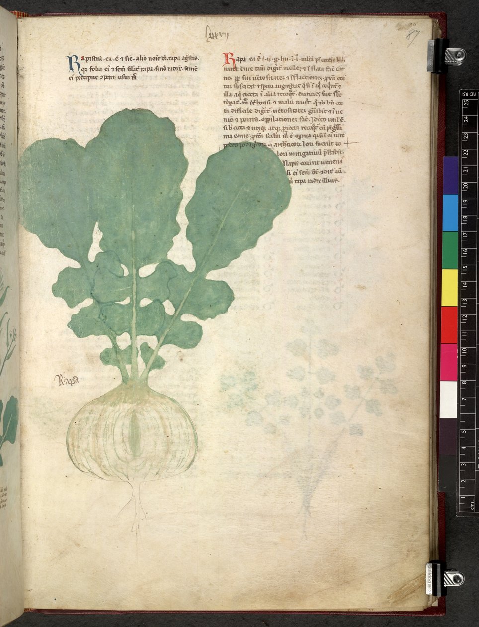 Egerton 747 Tractatus de herbis (urte) c.1280-1310 (blæk & farve på vellum) af School Italian