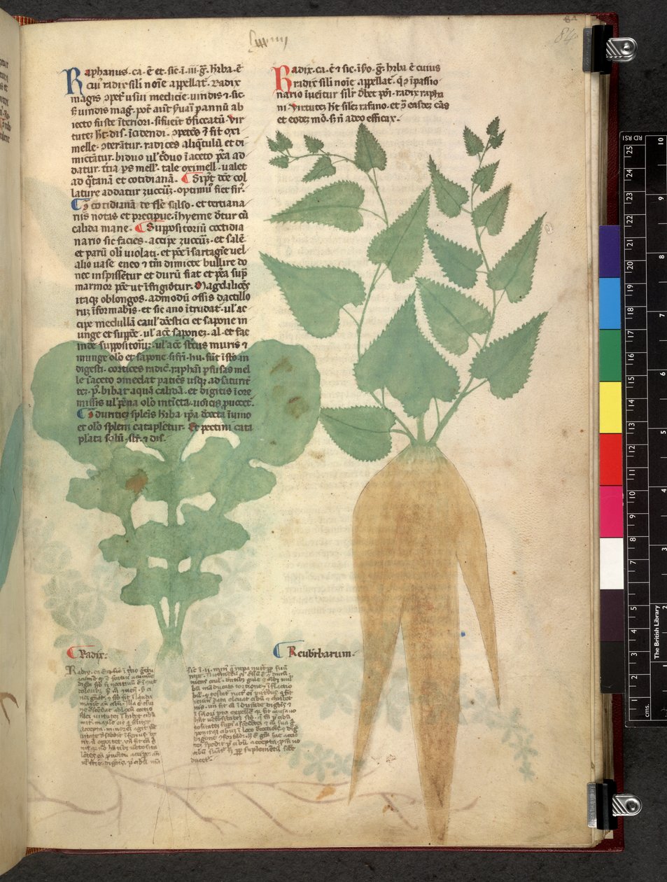 Egerton 747 Tractatus de herbis (urte) c.1280-1310 (blæk & farve på vellum) af School Italian
