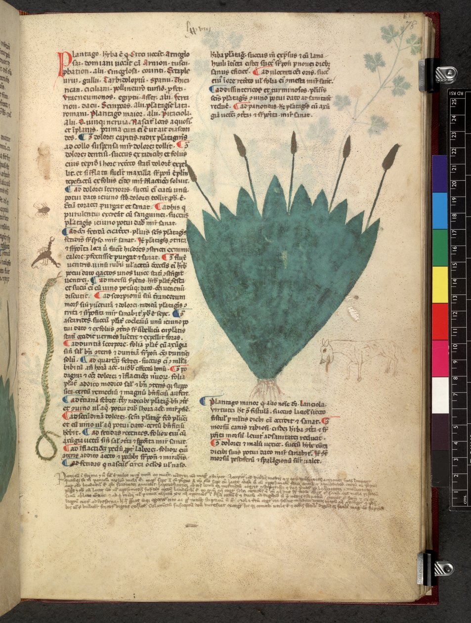 Egerton 747 Tractatus de herbis (urte) c.1280-1310 (blæk & farve på vellum) af School Italian