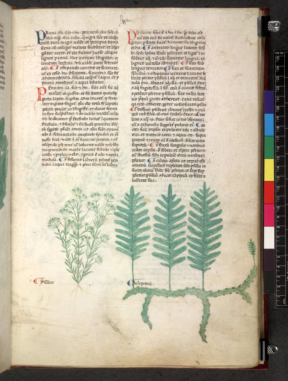 Egerton 747 Tractatus de herbis (urte) c.1280-1310 (blæk & farve på vellum) af School Italian