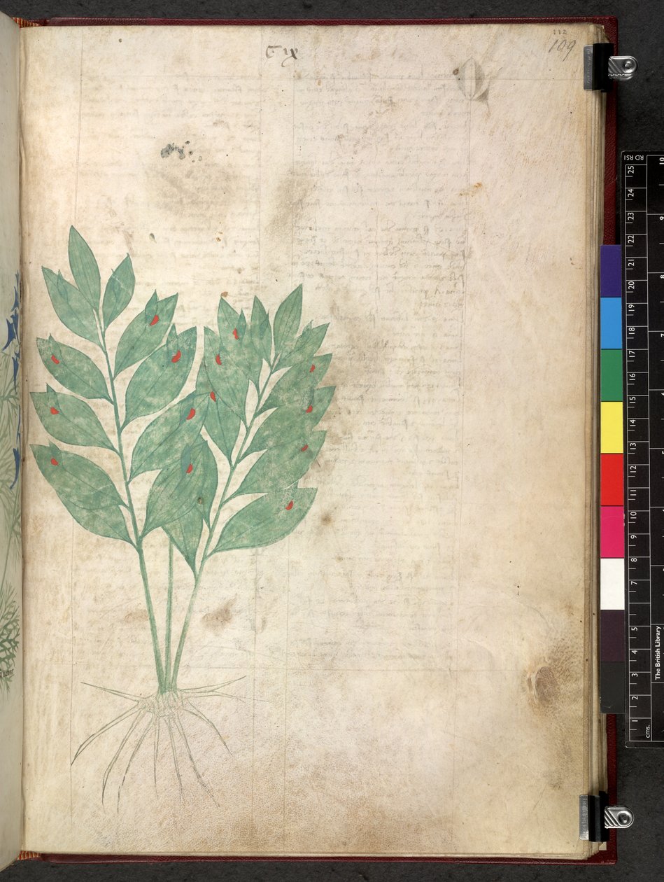 Egerton 747 Tractatus de herbis (urte) c.1280-1310 (blæk & farve på vellum) af School Italian