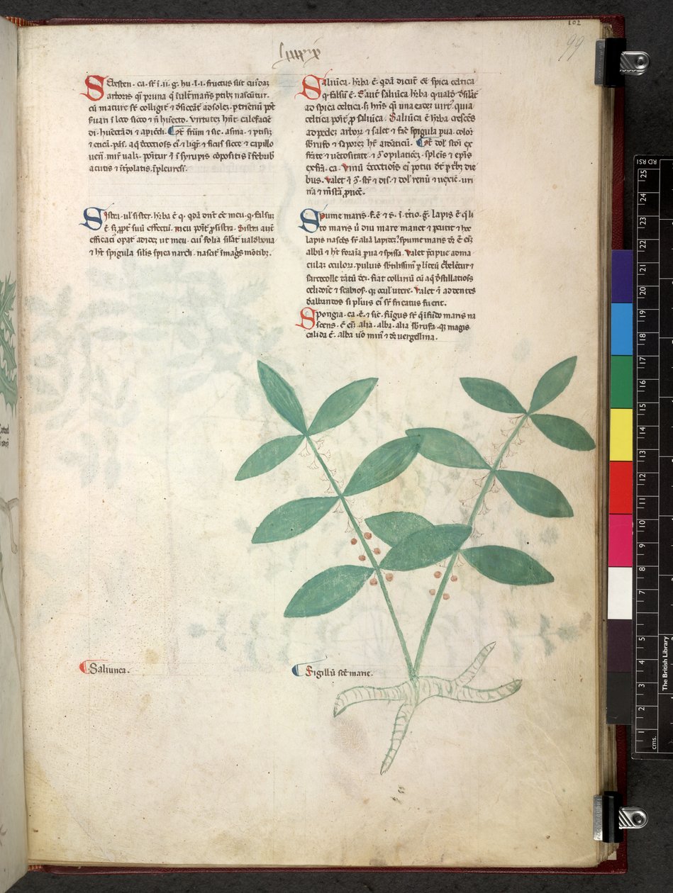 Egerton 747 Tractatus de herbis (urte) c.1280-1310 (blæk & farve på vellum) af School Italian