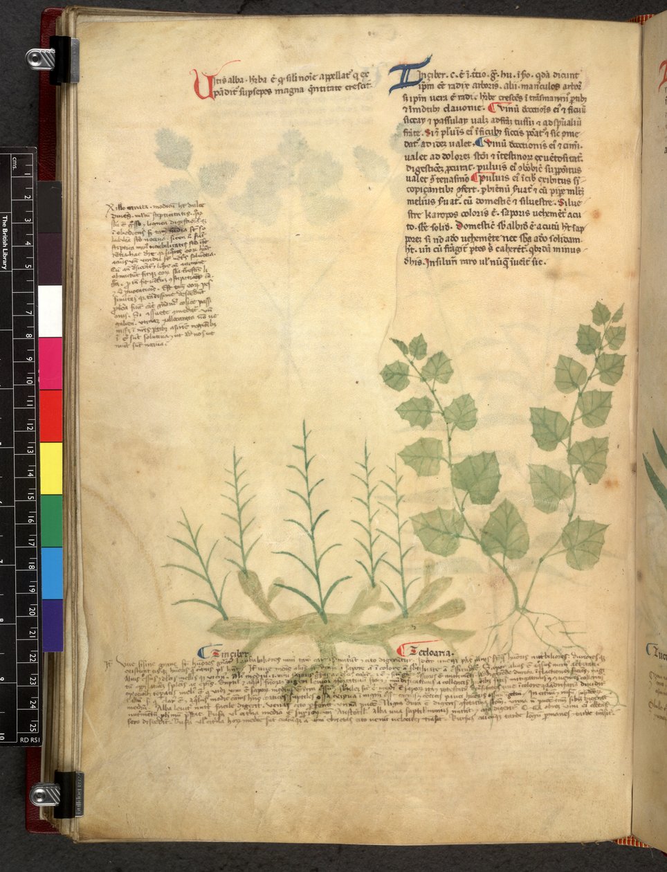 Egerton 747 Tractatus de herbis (urte) c.1280-1310 (blæk & farve på vellum) af School Italian