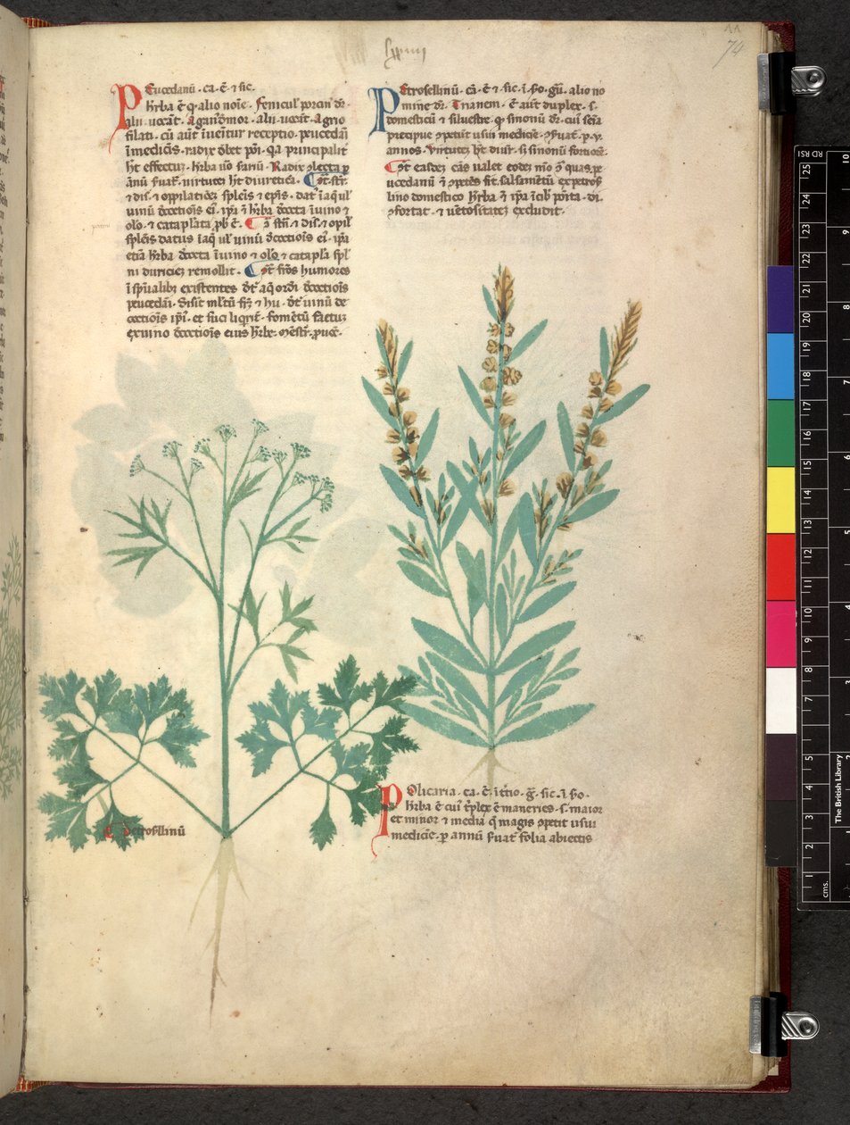 Egerton 747 Tractatus de herbis (urte) c.1280-1310 (blæk & farve på vellum) af School Italian