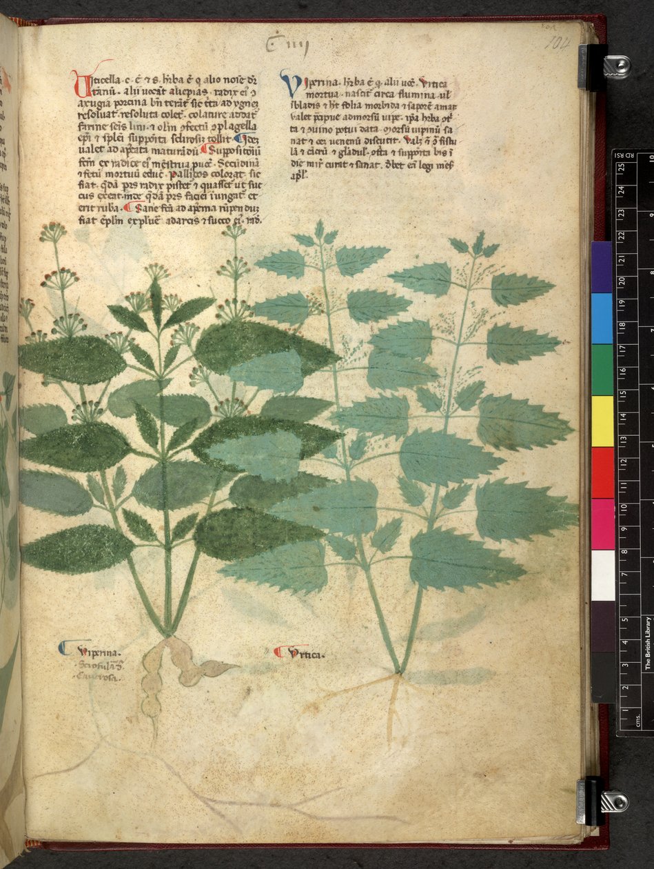 Egerton 747 Tractatus de herbis (urte) c.1280-1310 (blæk & farve på vellum) af School Italian