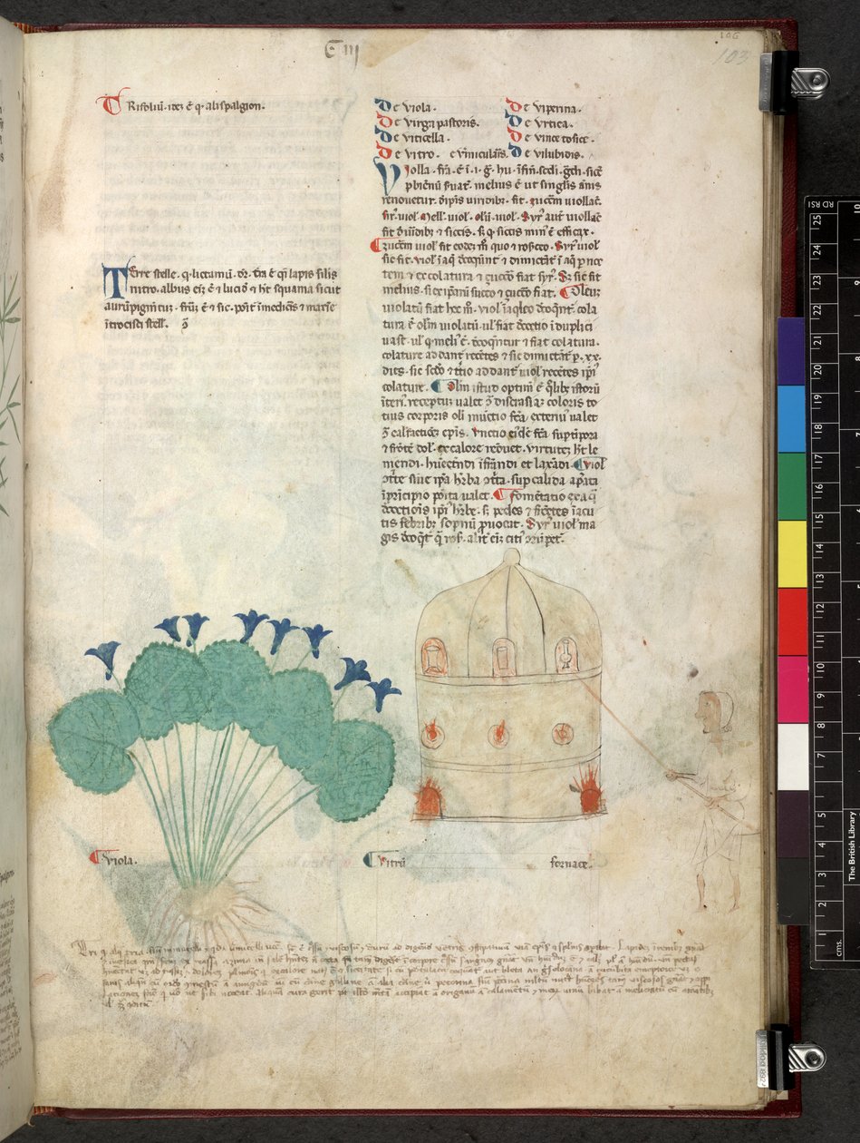 Egerton 747 Tractatus de herbis (urte) c.1280-1310 (blæk & farve på vellum) af School Italian