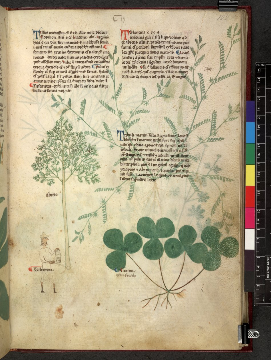 Egerton 747 Tractatus de herbis (urte) c.1280-1310 (blæk & farve på vellum) af School Italian