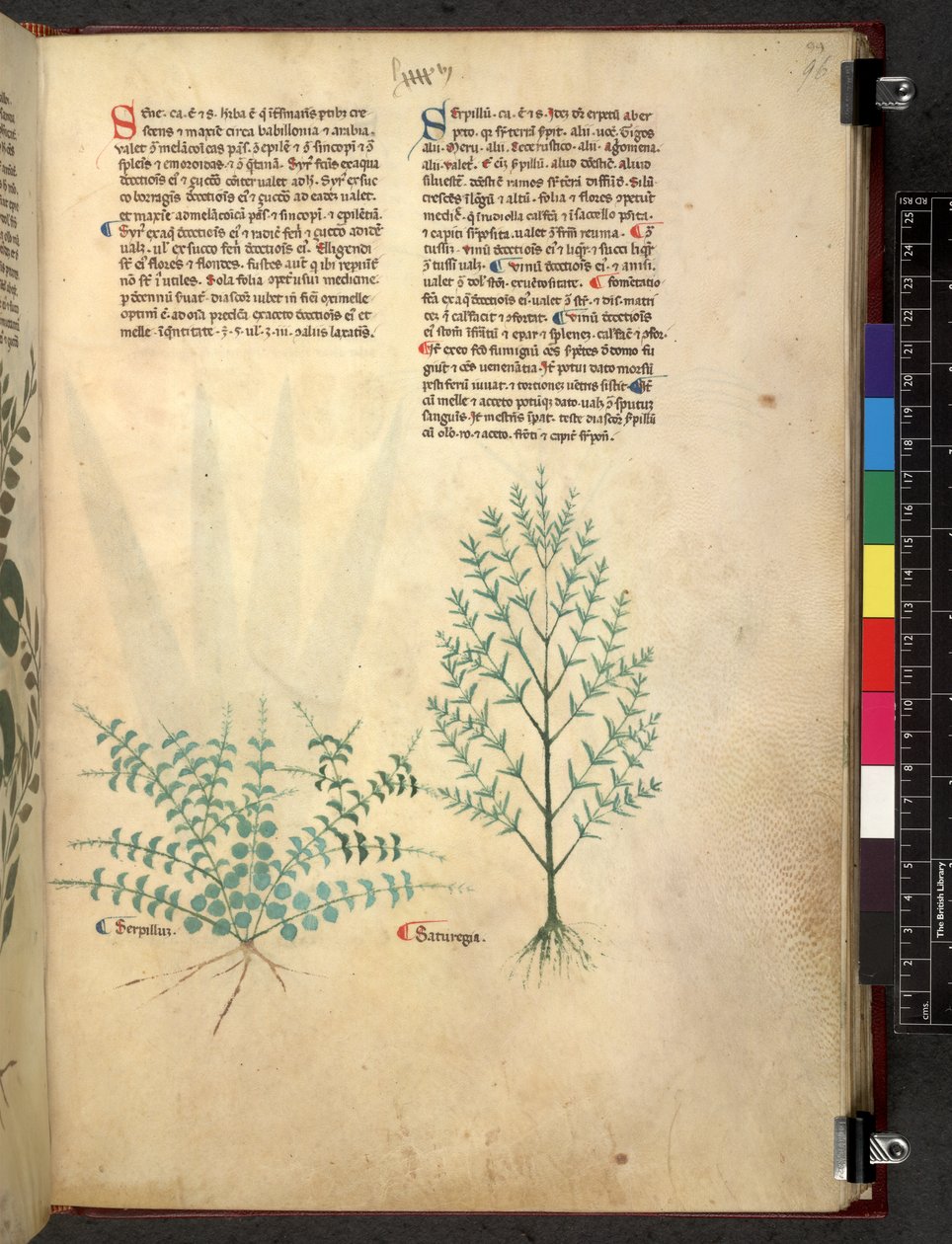 Egerton 747 Tractatus de herbis (urte) c.1280-1310 (blæk & farve på vellum) af School Italian