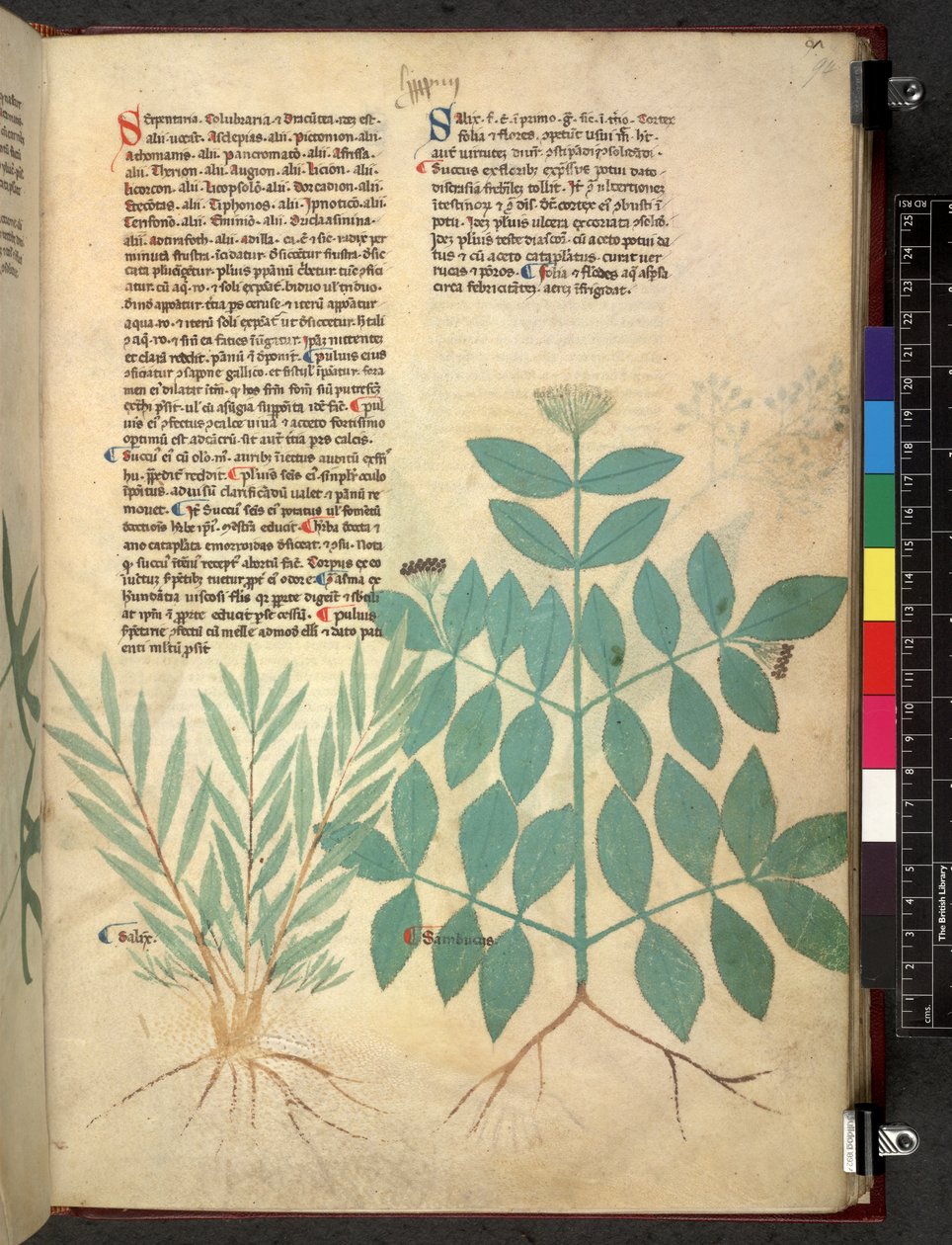 Egerton 747 De Herbs (Herbal) c.1280-1310 (blæk & farve på papir) af School Italian