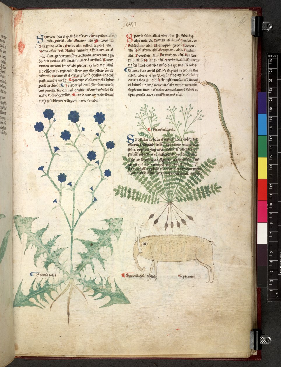 Egerton 747 Tractatus de herbis (urte) c.1280-1310 (blæk & farve på vellum) af School Italian