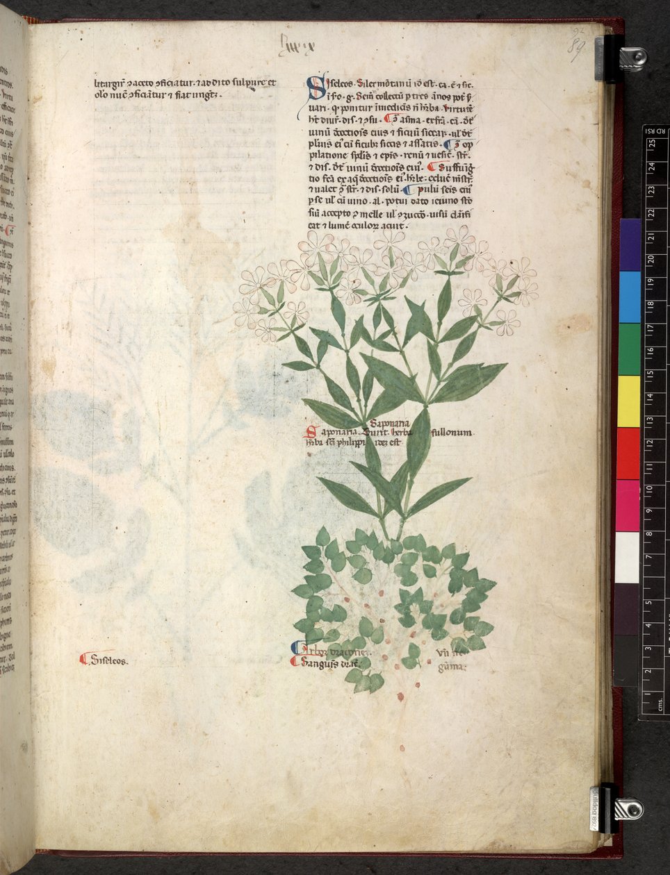 Egerton 747 Tractatus de herbis (urte) c.1280-1310 (blæk & farve på vellum) af School Italian