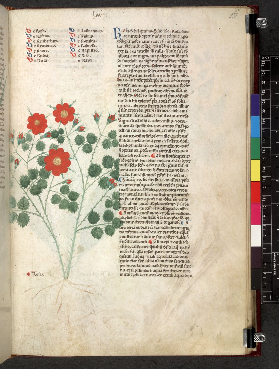 Egerton 747 Tractatus de herbis (urte) c.1280-1310 (blæk & farve på vellum) af School Italian