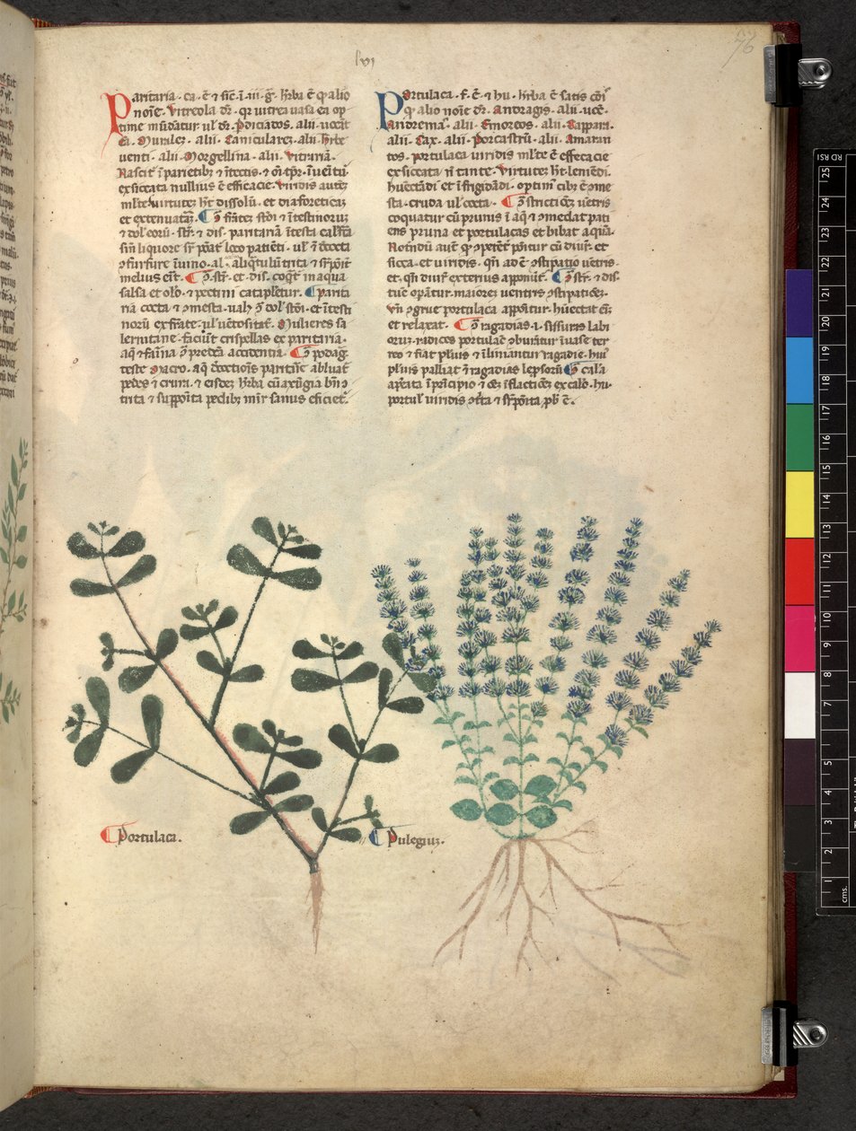 Egerton 747 Tractatus de herbis (urte) c.1280-1310 (blæk & farve på vellum) af School Italian