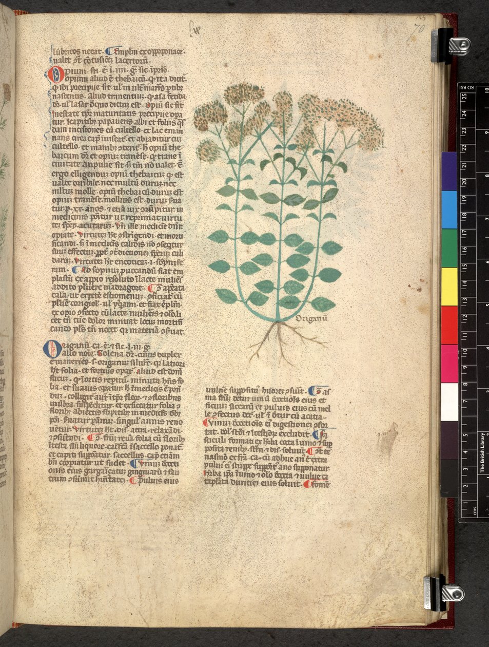 Egerton 747 Tractatus de herbis (urte) c.1280-1310 (blæk & farve på vellum) af School Italian