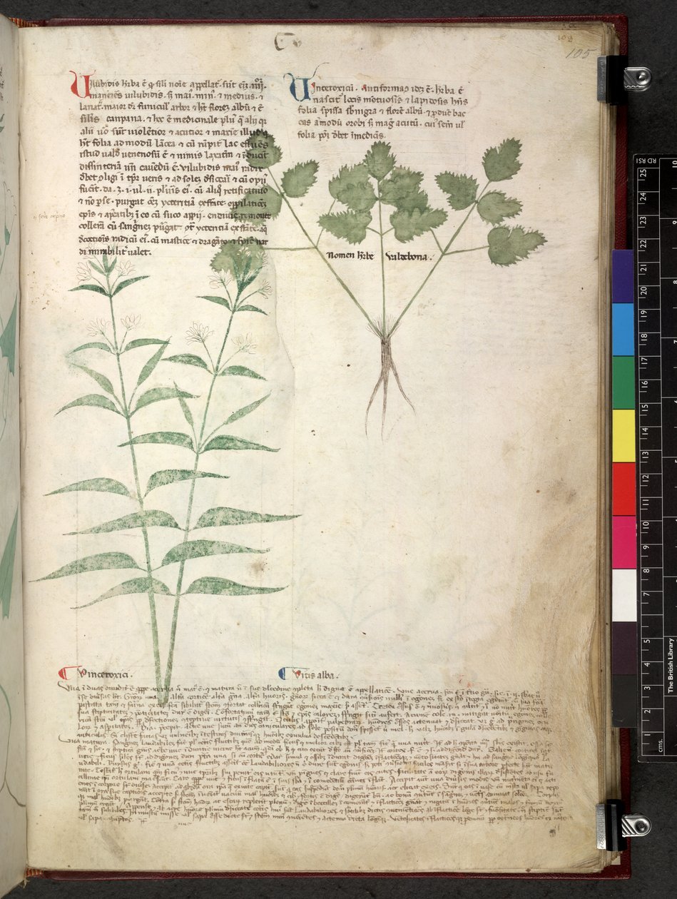Egerton 747 Tractatus de herbis (urte) c.1280-1310 (blæk & farve på vellum) af School Italian