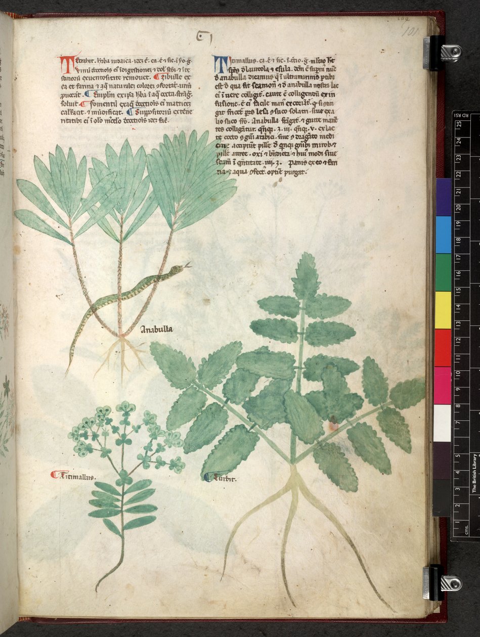 Egerton 747 Tractatus de herbis (urte) c.1280-1310 (blæk & farve på vellum) af School Italian