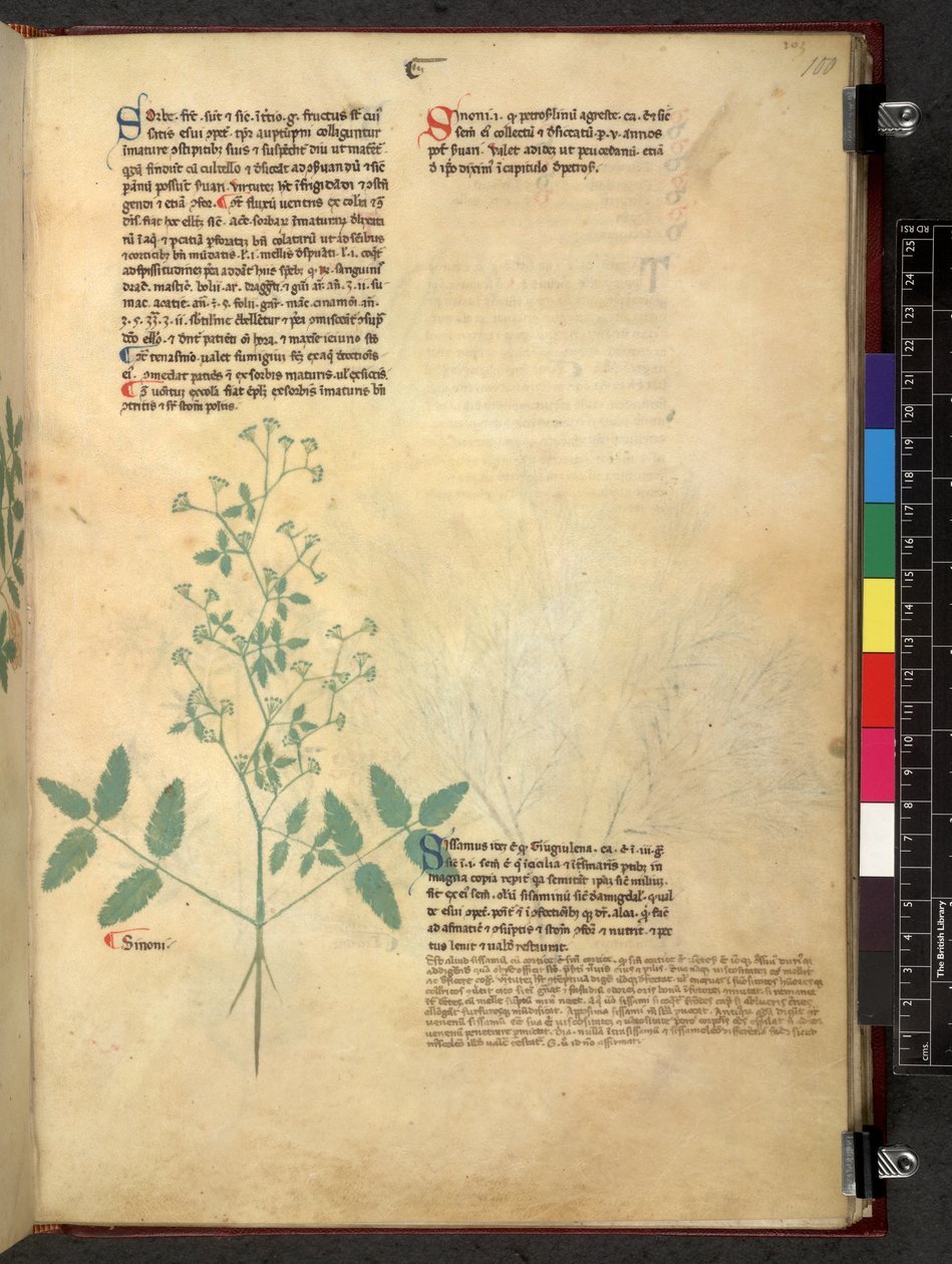 Egerton 747 Tractatus de herbis (urte) c.1280-1310 (blæk & farve på vellum) af School Italian
