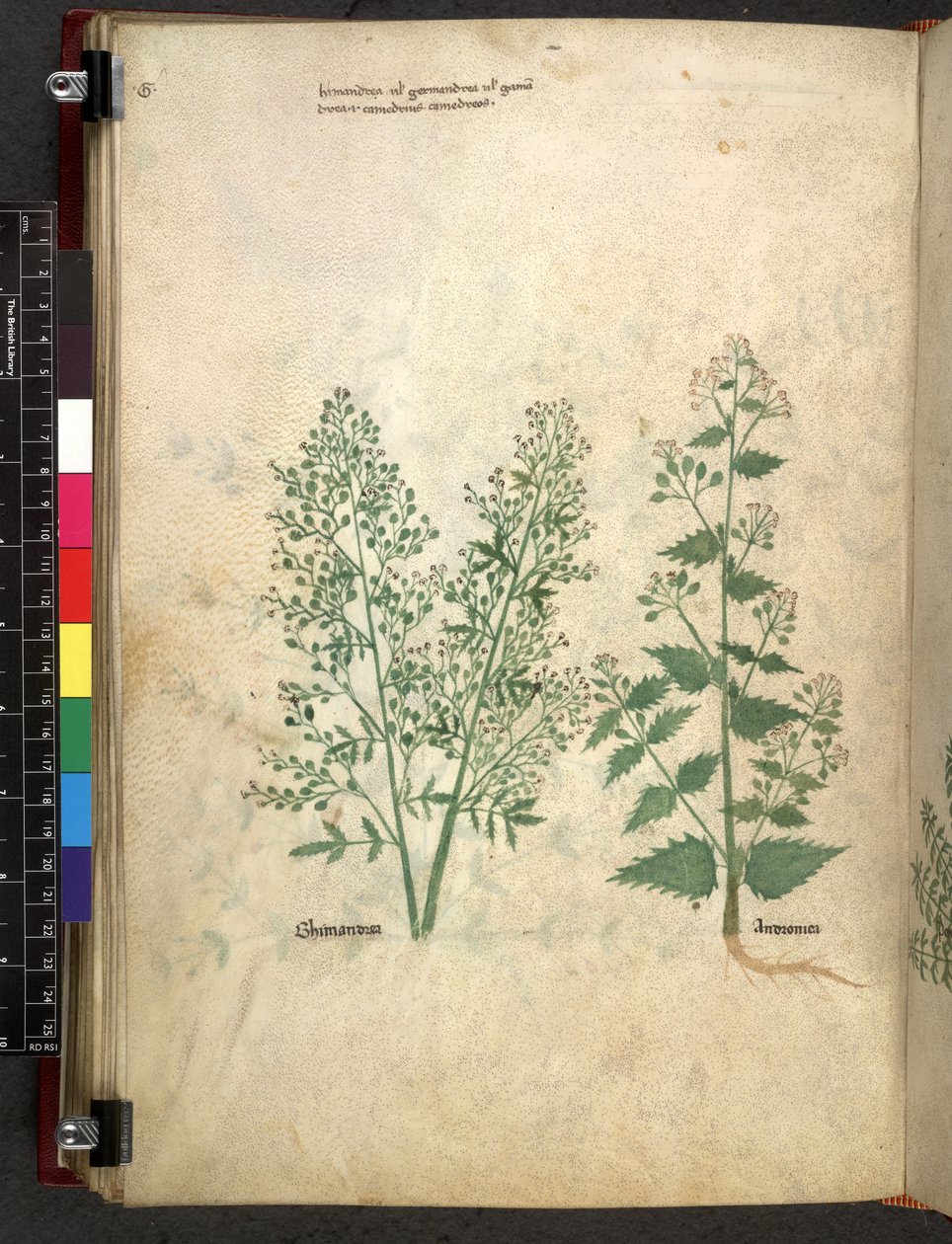 Egerton 747 Tractatus de herbis (urte) c.1280-1310 (blæk & farve på vellum) af School Italian