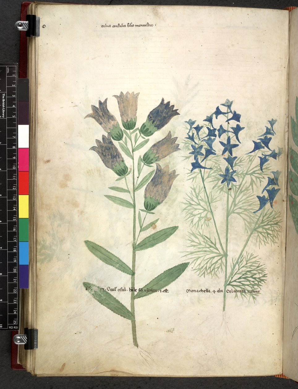 Egerton 747 Tractatus de herbis (urte) c.1280-1310 (blæk & farve på vellum) af School Italian