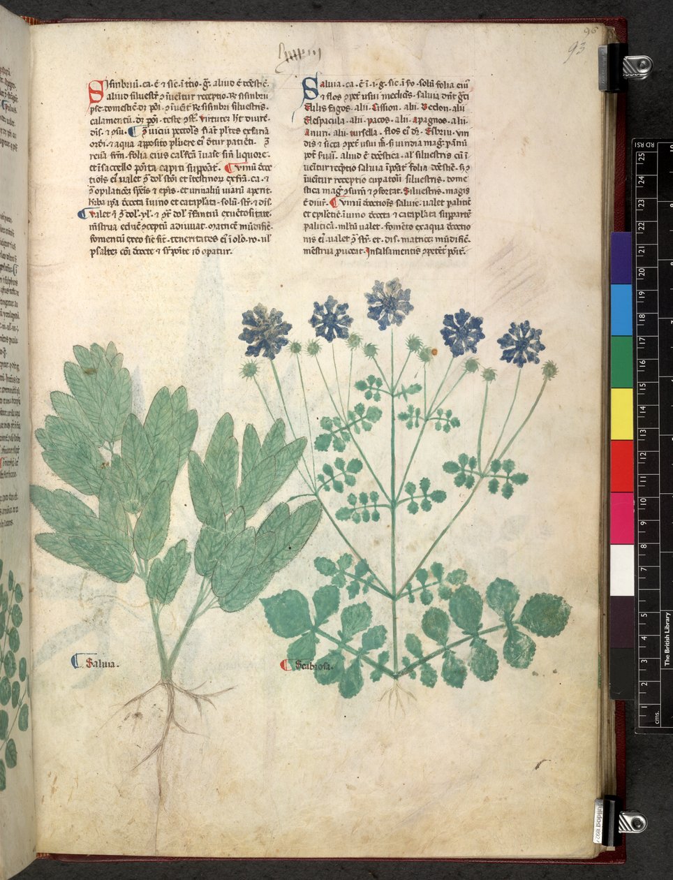 Egerton 747 Tractatus de herbis (urte) c.1280-1310 (blæk & farve på vellum) af School Italian