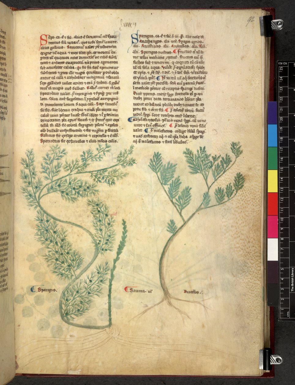 Egerton 747 Tractatus de herbis (urte) c.1280-1310 (blæk & farve på vellum) af School Italian