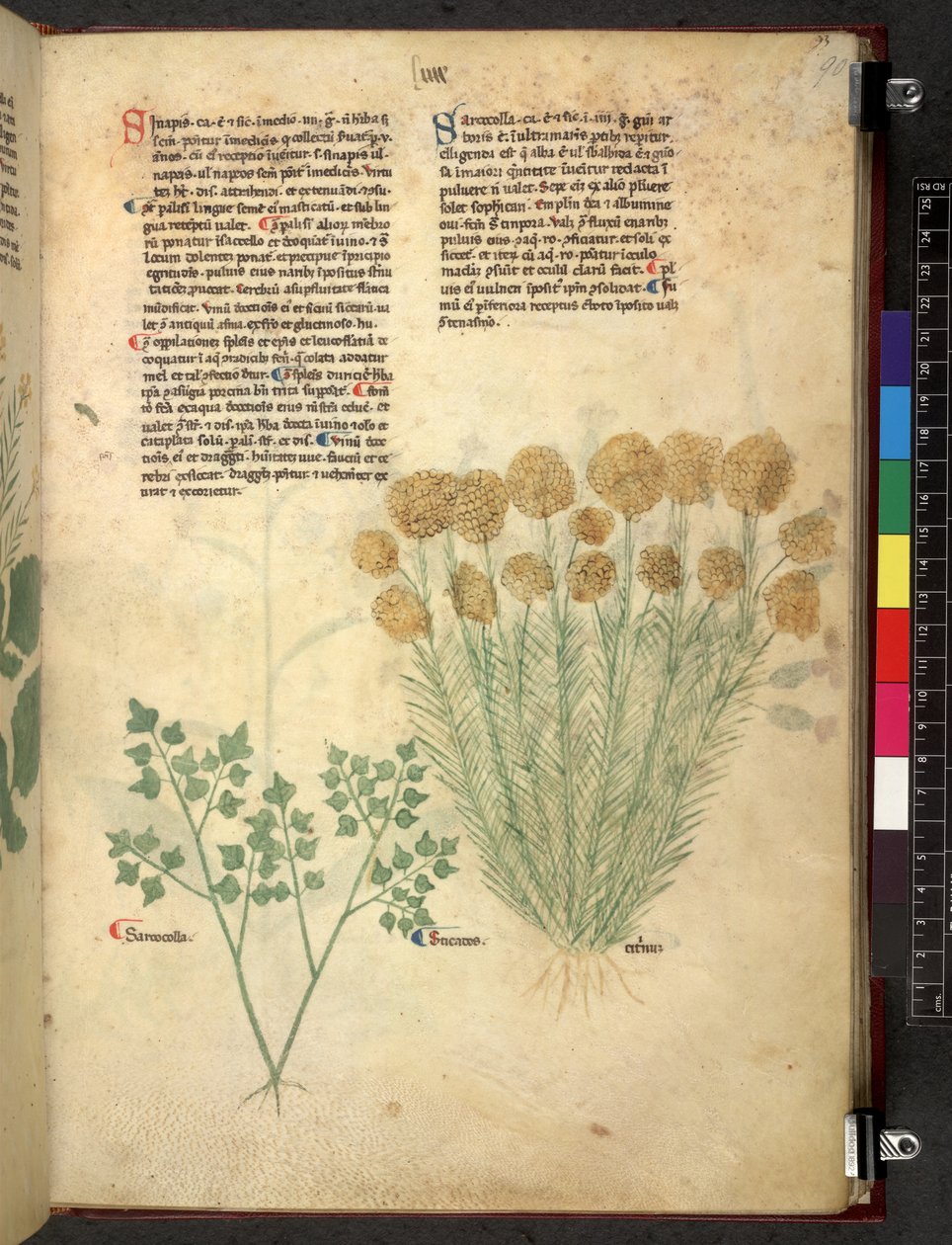 Egerton 747 Tractatus de herbis (urte) c.1280-1310 (blæk & farve på vellum) af School Italian