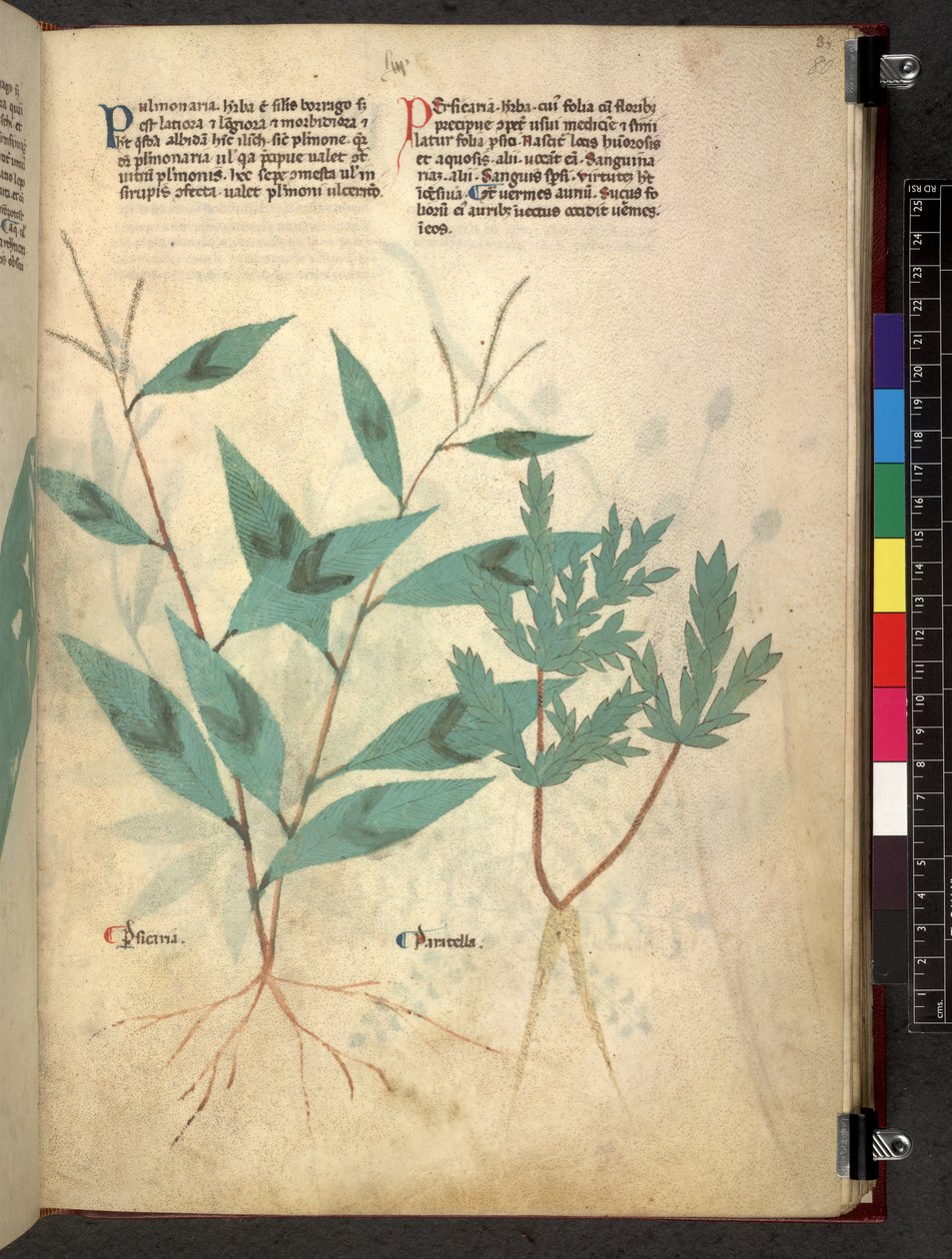 Egerton 747 Tractatus de herbis (urte) c.1280-1310 (blæk & farve på vellum) af School Italian