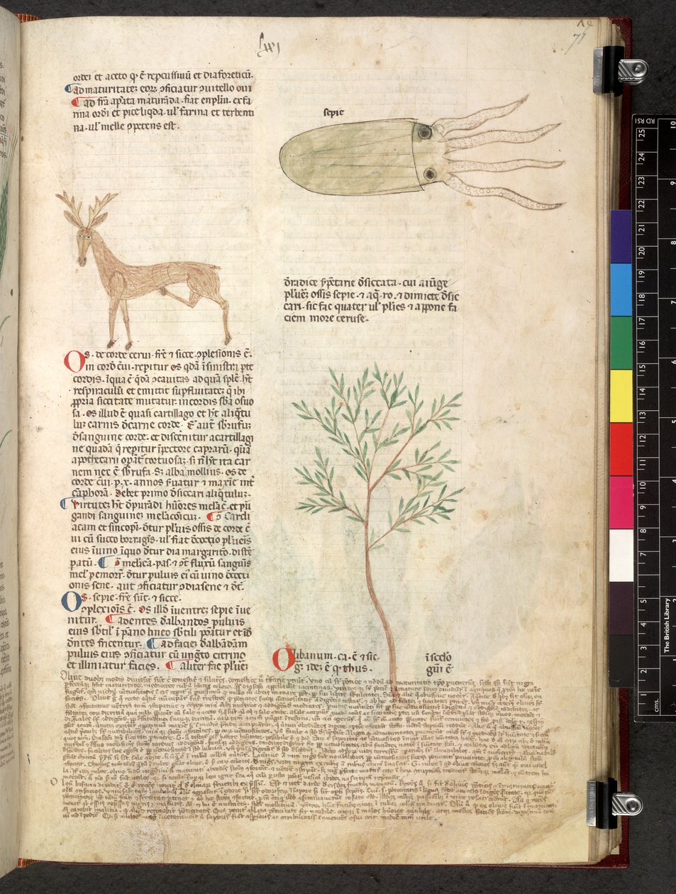 Egerton 747 Tractatus de herbis (urte) c.1280-1310 (blæk & farve på vellum) af School Italian