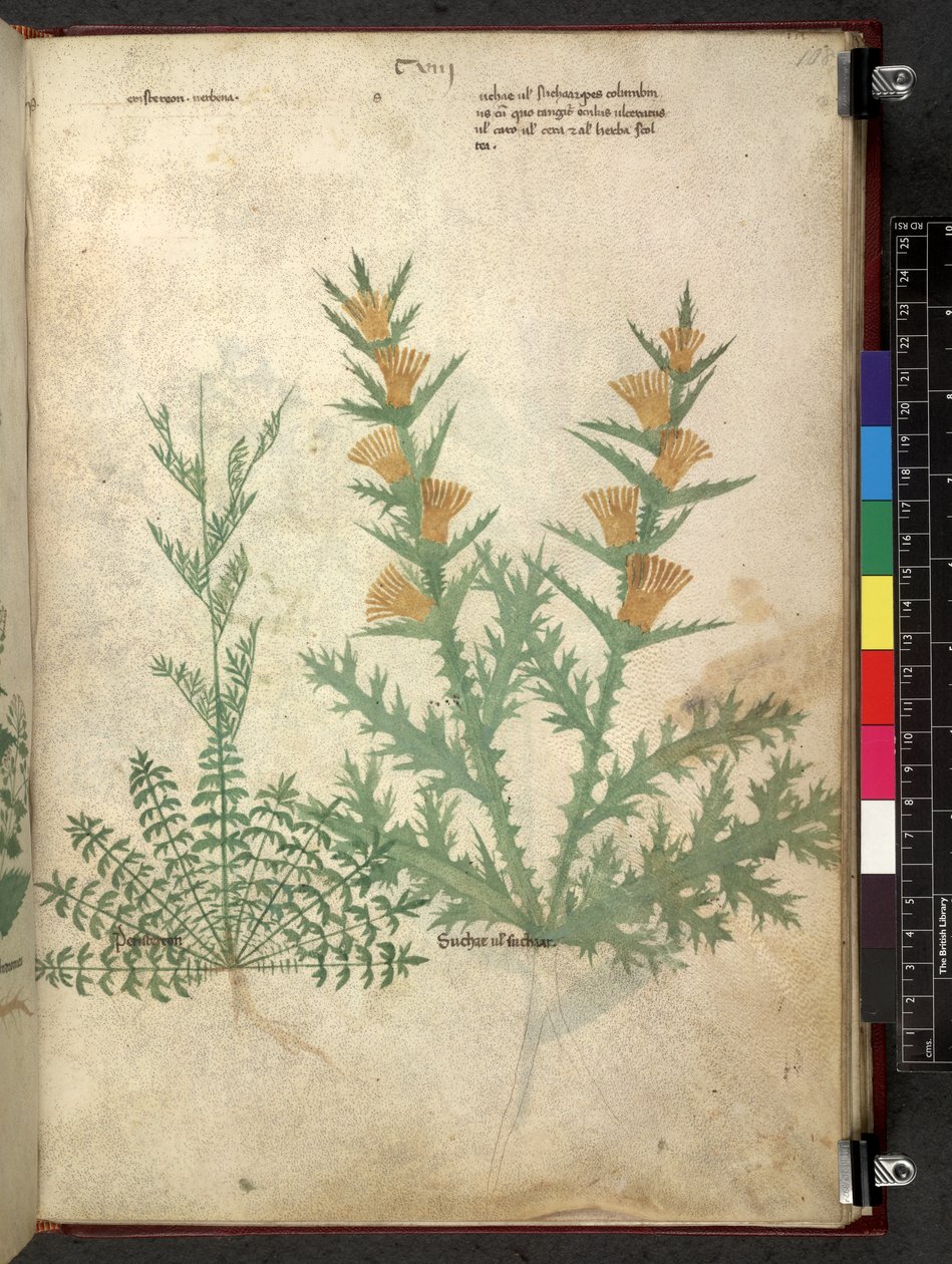 Egerton 747 Tractatus de herbis (urte) c.1280-1310 (blæk & farve på vellum) af School Italian