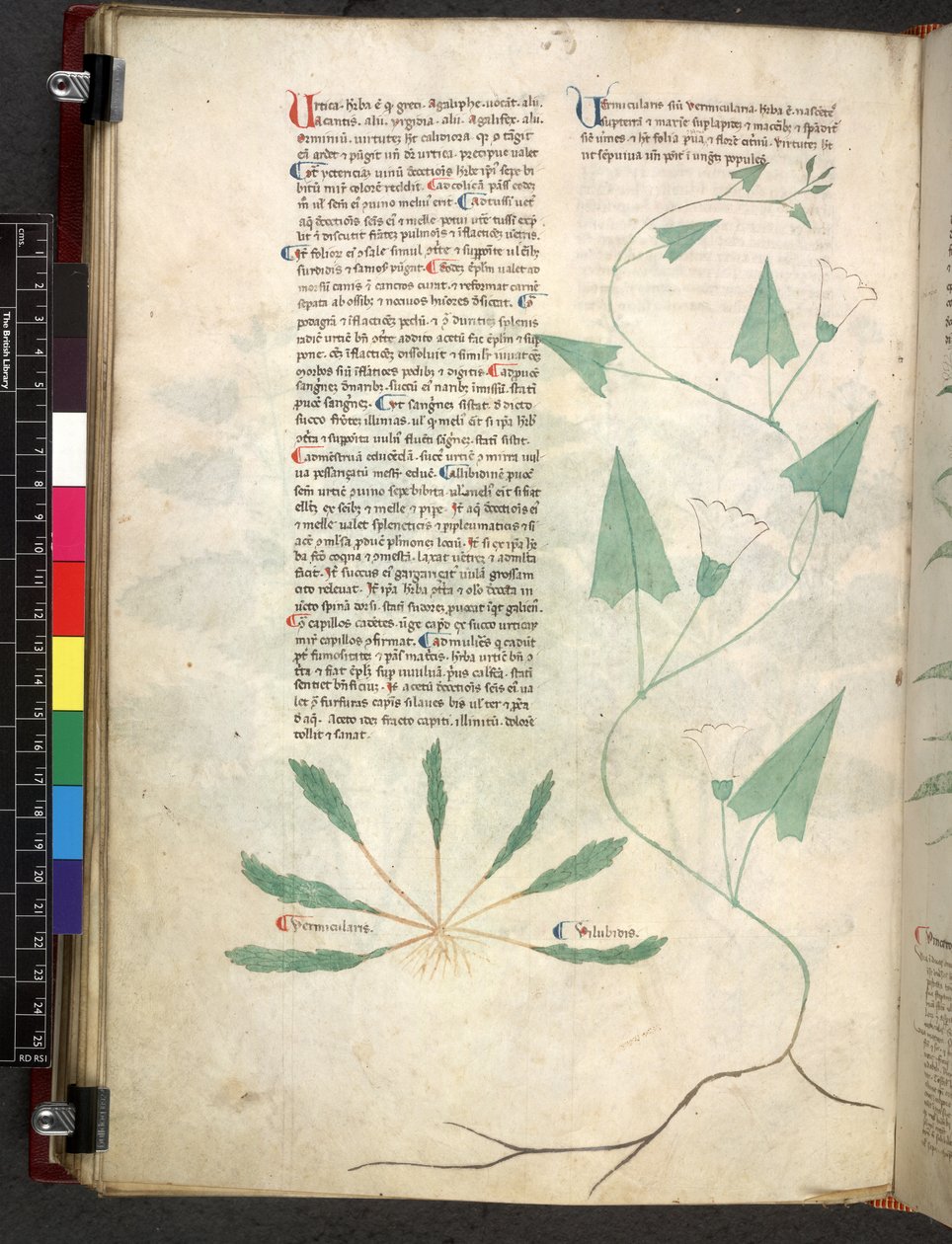 Egerton 747 Tractatus de herbis (urte) c.1280-1310 (blæk & farve på vellum) af School Italian