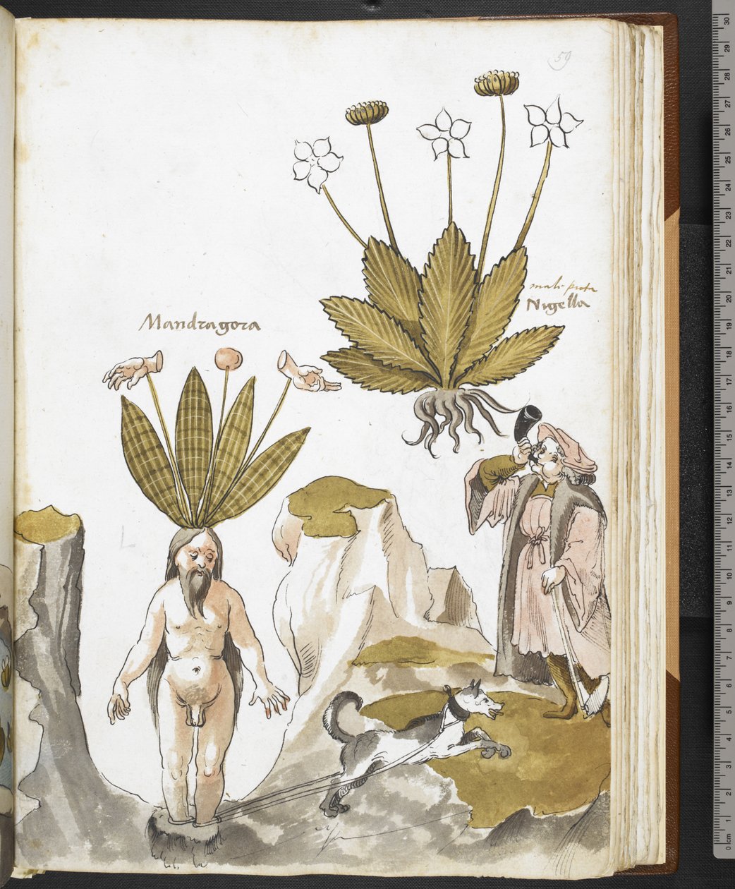 Harley MS 3736 f.59r En mandrake, der trækkes ud af en hund, fra 