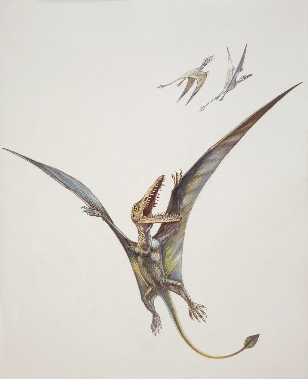 Rhamphorhynchoid, Jurassic periode (farve litho) af School Italian