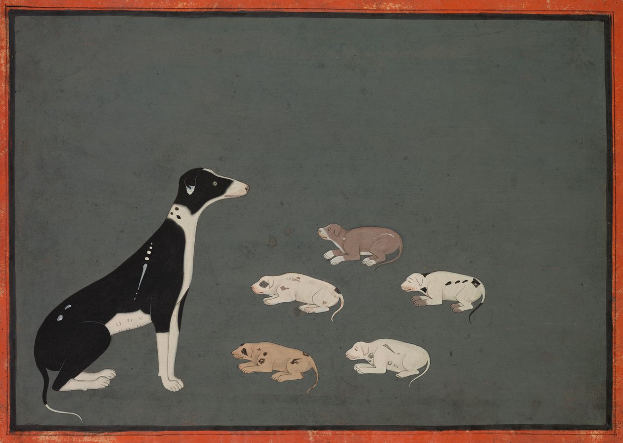 Hund med hvalpe, ca. 1780 (blæk og dækkende akvarel på papir) af School Mughal