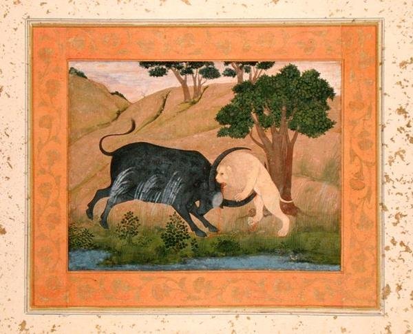 Løve i kamp med en vandbøffel fra Large Clive Album af School Mughal