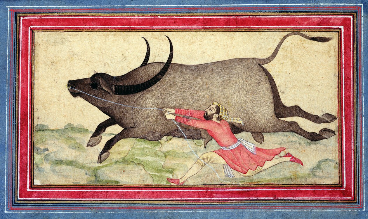 Runaway Buffalo, Johnson Album XIV, nr.11, verso, ca. 1700 (farvet tegning på albumblad) af School Mughal