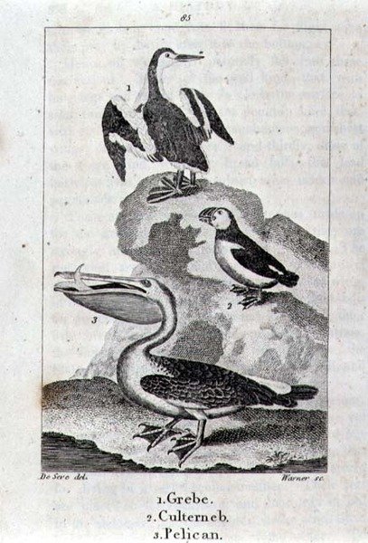 Grebe, Culterneb og Pelican fra A History of the Earth and Animated Nature, London 1816 (kobberpladegravering) af School Spanish