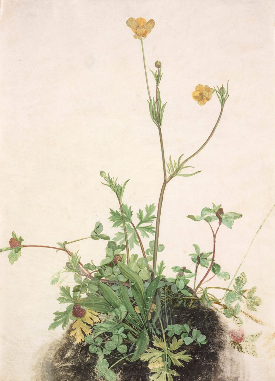 Tysk: Smørblomst, rødkløver og vejbred Smørblomst, rødkløver og vejbred af School of Albrecht Dürer